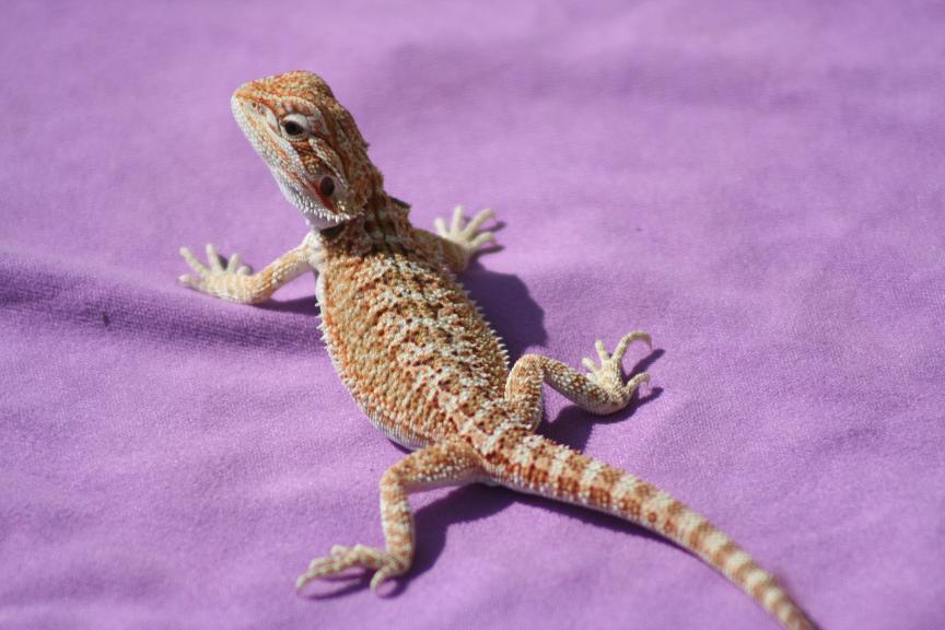 Orange3.JPG