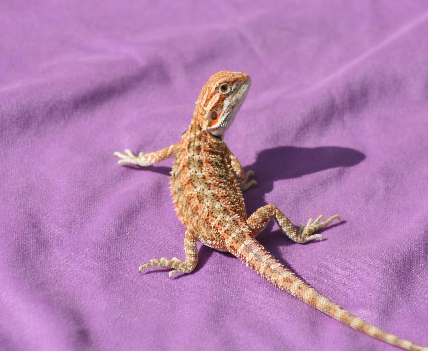 orange2.JPG